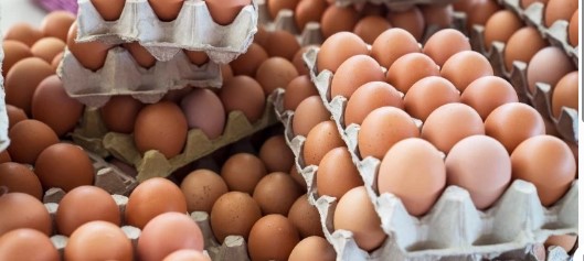 YUMURTA ÜRETİMİNDE SON 3 YILIN REKORU