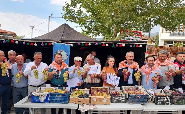AVŞAR ÜZÜMÜ TESCİLLENDİ.  Acıpayam Avşar Üzümü Tesciliyle Ata Mirası Taçlandı