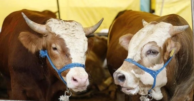 Kurban Bayramı Öncesi Kurbanlık Fiyatları Netleşiyor