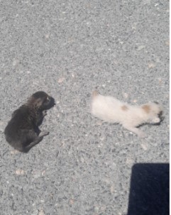 Afyon Kocatepe Üniversitesi Kampüsünde Kaputta Mahsur Kalan 2 Yavru Kedi Kurtarıldı